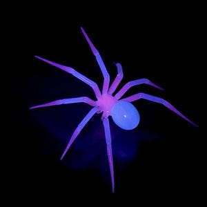 May include: A glass spider sculpture with a blue and purple glow. The spider has eight legs and a round body.