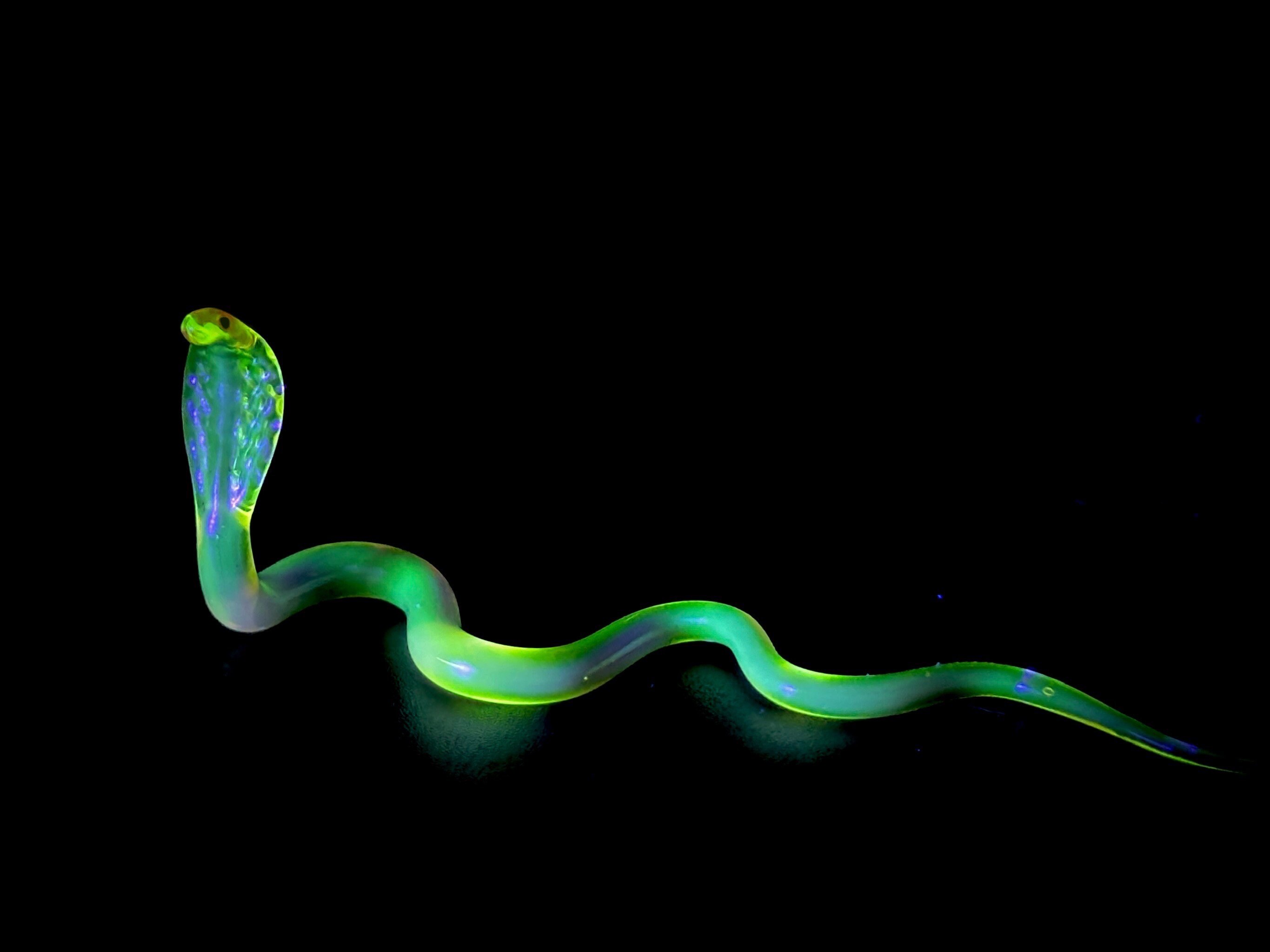 Glass Cobra Snake uV reactive uranium glass/Vaseline layered with pink Cobra by Rafael