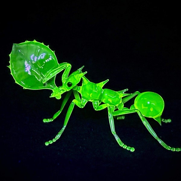 Uranium Vaseline leaf cutter ant by Rafael