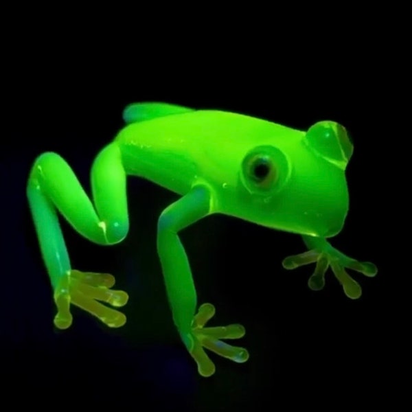 Uranium frog custom artwork by Rafael