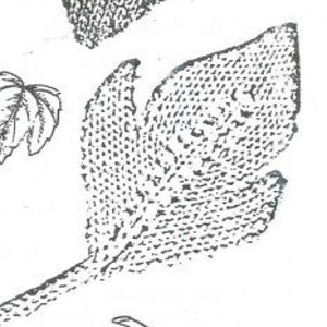 May include: A black and white illustration of a bird with a long neck and a long tail. The bird is shown in three different poses, with its wings spread out, folded, and in a flying position.