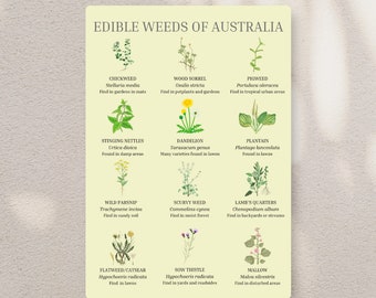 Edible Weeds of Australia- Instant Digital Download Educational Poster for Foraging and Green Witch Apothecary Use- 12 Weeds Included