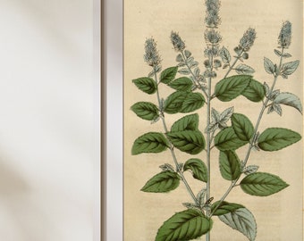 Vintage Basil Botanical Herbology Print- Instant Digital Download