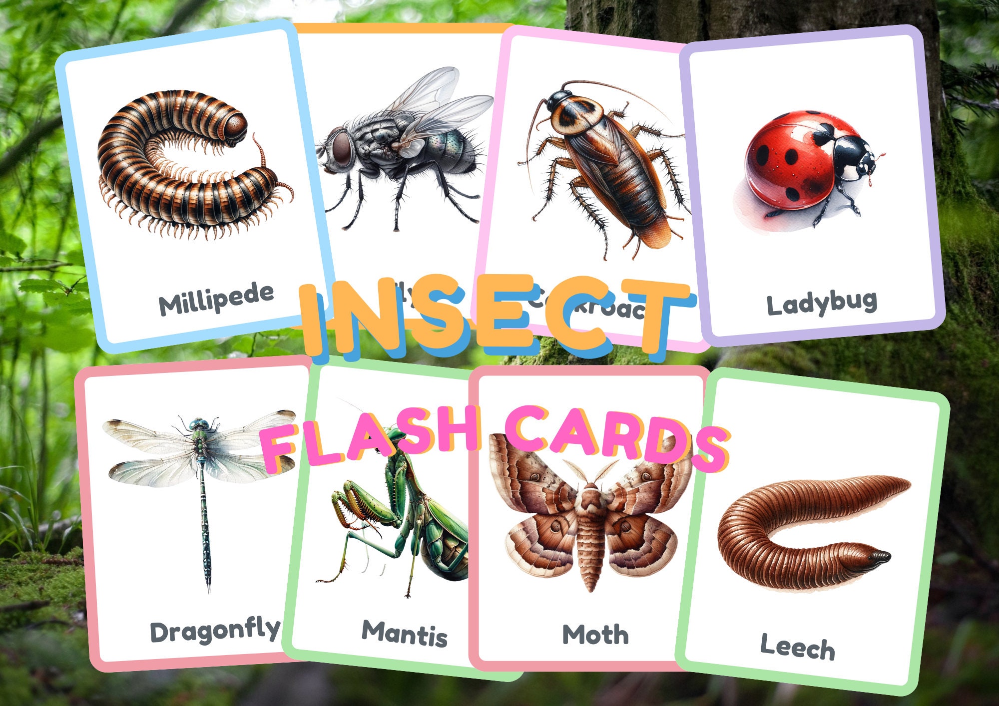 Flashcard INSECT,24 Flashcard for Kid, INSECT Flash Card, Montessori ...