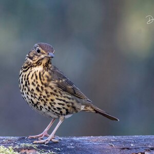 Poser Extraordinaire