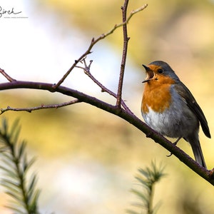 Early Morning Sing Song