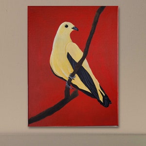 Pied Imperial Pigeon Canvas Painting