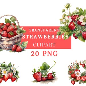 Watercolor Tasty Strawberries Clipart 20 PNG| Transparent background | Strawberry Summer Fruit | Instant Download | Commercial Use
