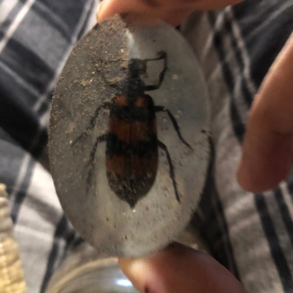 Scarab encased in plastic buried in graveyard dirt for 9 days