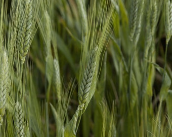 50 Organic Emmer Farro Seeds! Ancient Heirloom Wheat Grain - Container or  Direct Sow - Etsy