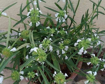 10 Heirloom Leucas Seeds -   Leucas aspera- Thumbai