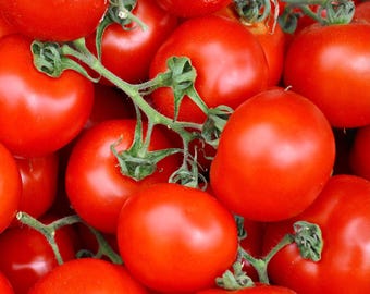20 Heirloom Tomato Seeds- Sub Arctic Plenty- Indoors or Out!