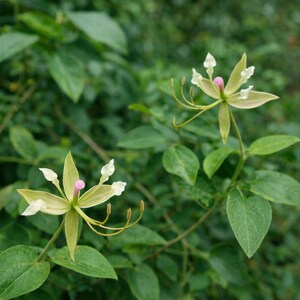 May include: Close-up of two delicate flowers with pale green petals and a pink center, surrounded by lush green foliage. The flowers have white accents and long, thin stamens, creating a unique and natural aesthetic. The image captures the beauty of nature.