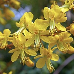 May include: Close-up of a cluster of bright yellow flowers with delicate petals and long, white stamens. The flowers are in full bloom, showcasing their intricate details. The background is a soft blur of green and brown.
