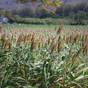 5000 Heirloom Millet Seeds - Japanese or Barnyard Millet