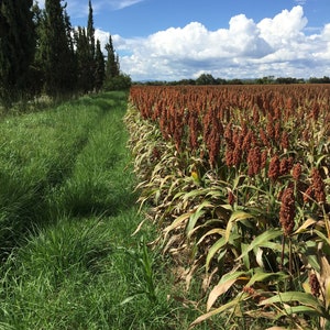 100 Grain Seeds- Sorghum -Egyptian Wheat- Ancient Gluten Free Grain Grow your own Flour! All Zones Grow in Containers or Direct Sow