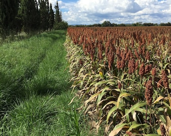 May include: A field of brown sorghum stalks with green leaves growing in rows. The field is bordered by a grassy area with a line of evergreen trees in the background. The sky is blue with white clouds.