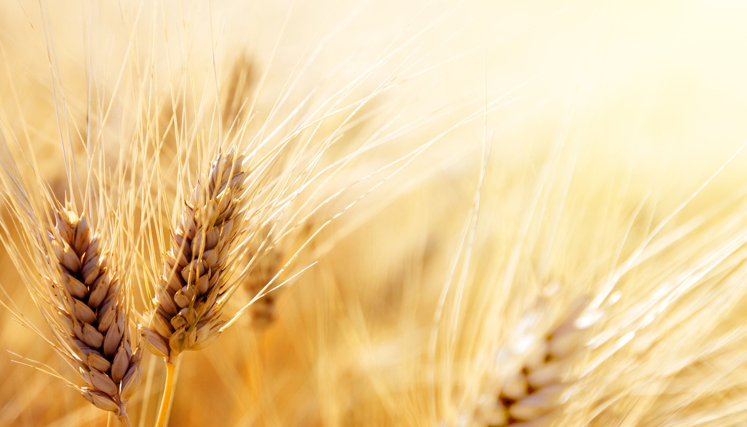50 Ancient Heirloom Einkorn Wheat Seeds! - Etsy