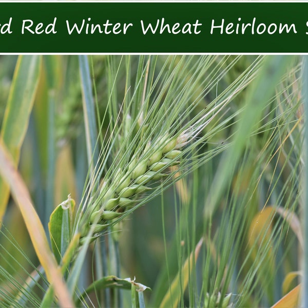 Wheat Seeds -Hard Red Winter Wheat -Choose Seed Quantity Options in Listing -Heirloom -Grow your own Grain-Flour! Good Flower Arrangements