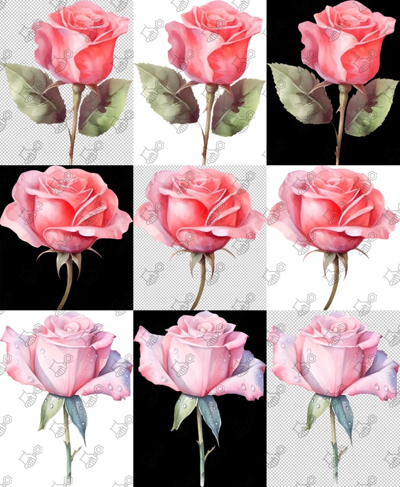 Watercolor Roses, Pink Rose Bud Clipart, Watercolor Flowers, Commercial