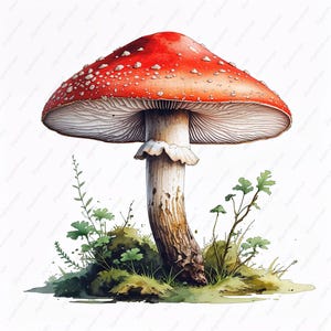 Images de plantes de la forêt, Images de plantes de la forêt, Images de plantes de la forêt, Images de plantes de la forêt, JPG de champignons, Créations créatives en papier, Scrapbooking, Journal indésirable