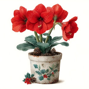 Può includere: Illustrazione ad acquerello di un'amarillide in vaso. La pianta presenta grandi fiori rosso vivo, foglie verdi e due pigne nel terreno. Il vaso è bianco con una finitura invecchiata e un disegno di agrifoglio.