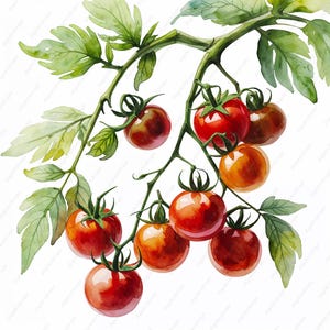 Peut inclure: Une peinture à l'aquarelle d'une branche de tomates rouges et oranges avec des feuilles vertes. Les tomates sont disposées en grappe, certaines pendent vers le bas et d'autres pointent vers le haut. Les feuilles sont d'un vert éclatant et les tomates sont d'un mélange de teintes rouges et oranges.