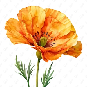 Radiant California Poppy Watercolor Clipart 10 JPG Digital Download Commercial Use Clipart for Invitations Crafts TShirts Decor Scrapbooking