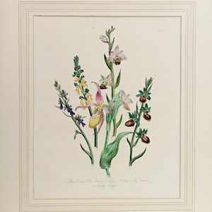 Antique English print of types of Orchids