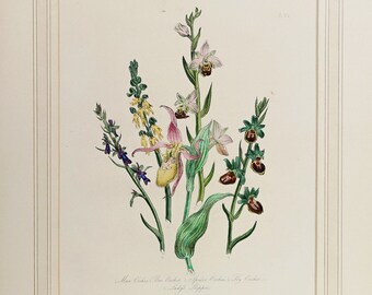 Antique English print of types of Orchids