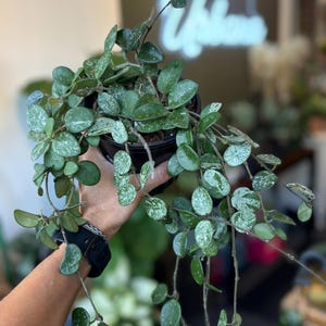May include: A Hoya plant with trailing vines and small, round, dark green leaves featuring silver-white speckling. The plant is potted in a black plastic container, with multiple stems cascading downwards, displaying a dense foliage pattern.