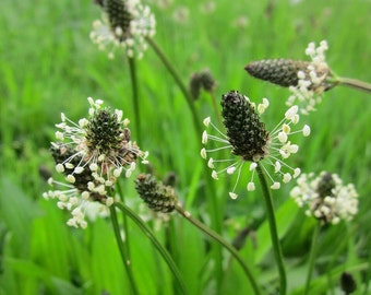 Plantain, Plantago major, Plantago lanceolata, Wild Organic, Shredded for Tea, Salve, Tincture