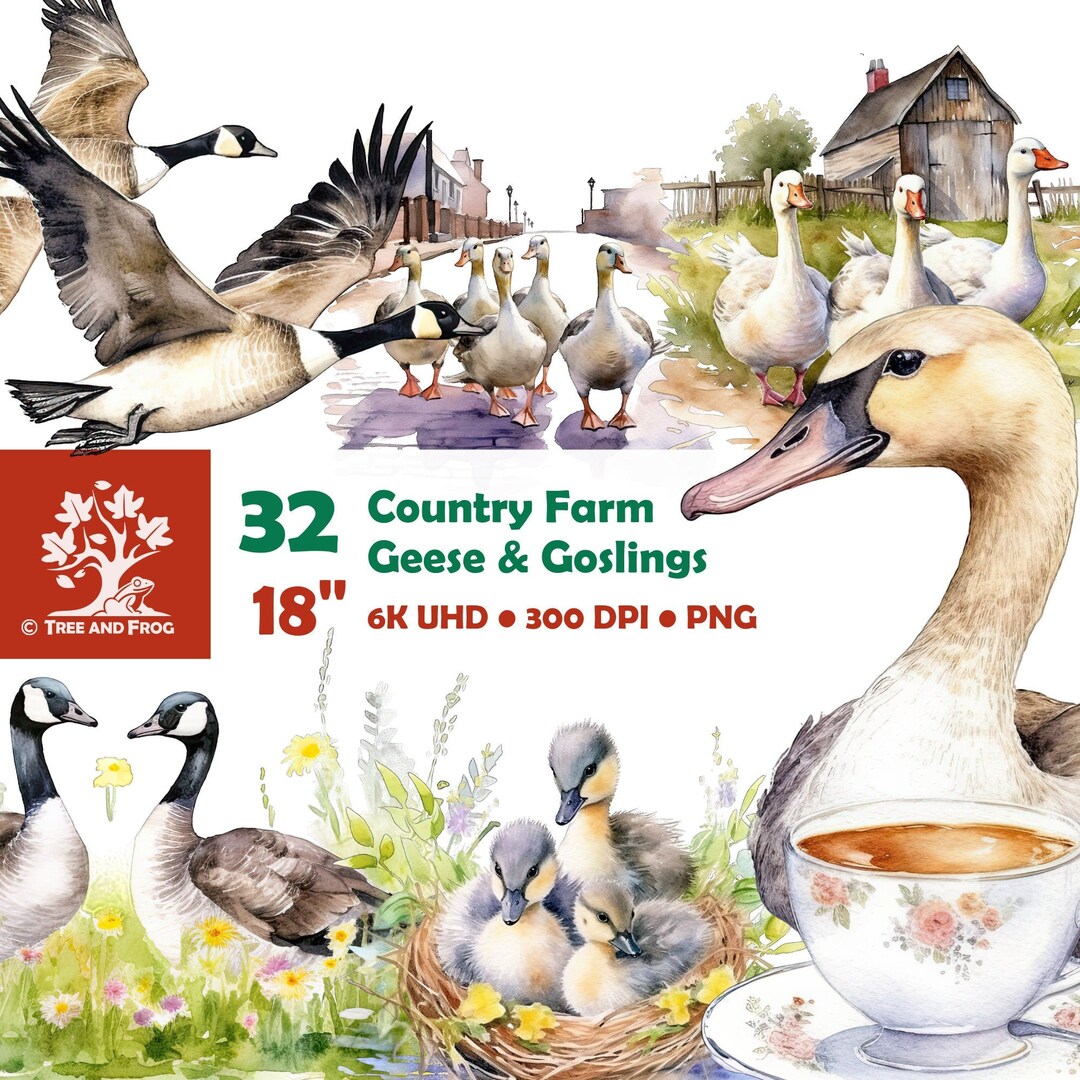Nesting Goose Drawing 32 PNG Geese Clipart cute baby gosling Canada goose nest - Etsy Portugal