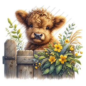May include: A brown and white Highland cow calf with curly hair peeks over a wooden fence with yellow flowers and green leaves.