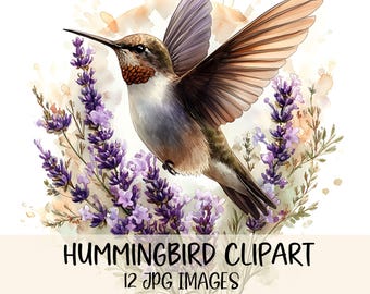 Aquarell Kolibri Clipart Bundle Garten Vogel Clipart hochwertige JPG Floral Vogel Grafik Junk Journal Digitaler Download Kommerzielle Nutzung