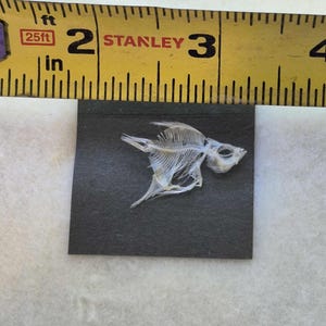 May include: A small, delicate fish skeleton, approximately 2 inches long, is displayed on a black square. A yellow Stanley measuring tape is positioned above the skeleton, providing scale. The skeleton is white and detailed.