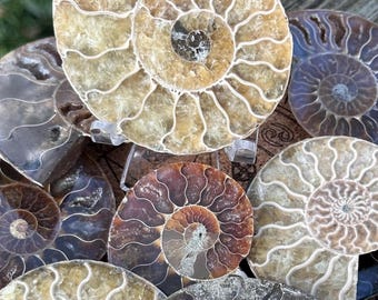 Natural Ammonite Fossil - Ancient Treasures for Your Collection