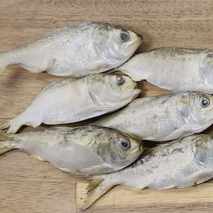 Freeze Dried Menhaden Single
