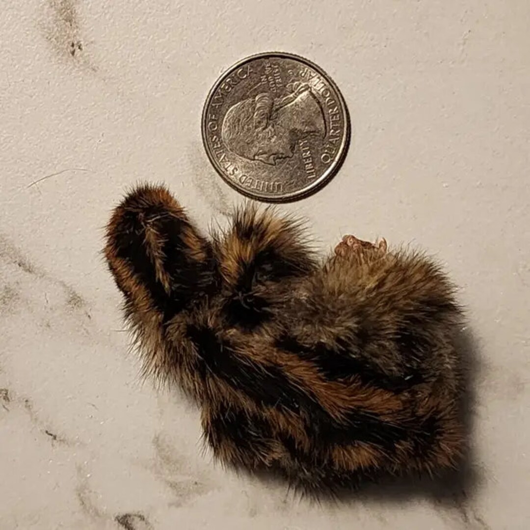 View of Freeze Dried Quail (baby) - Etsy