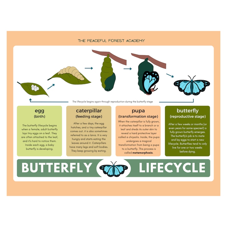 The Butterfly Lifecycle by the Peaceful Forest Academy - Etsy