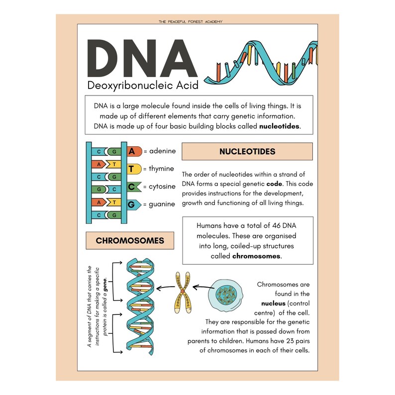 DNA Poster by the Peaceful Forest Academy - Etsy