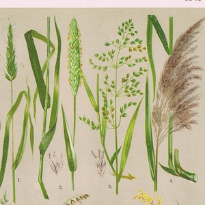 1919, Gras, Hirse, Reis, Schilf, Gräser, antike Farblithographie
