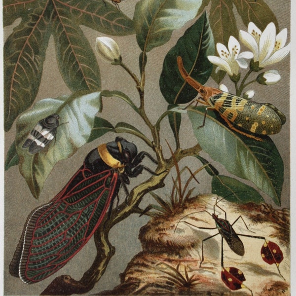 Foreign Chirp, passion flower, Foreign cicadas, insects, antique  colour chromo-lithograph, Brehms Tierleben 1895