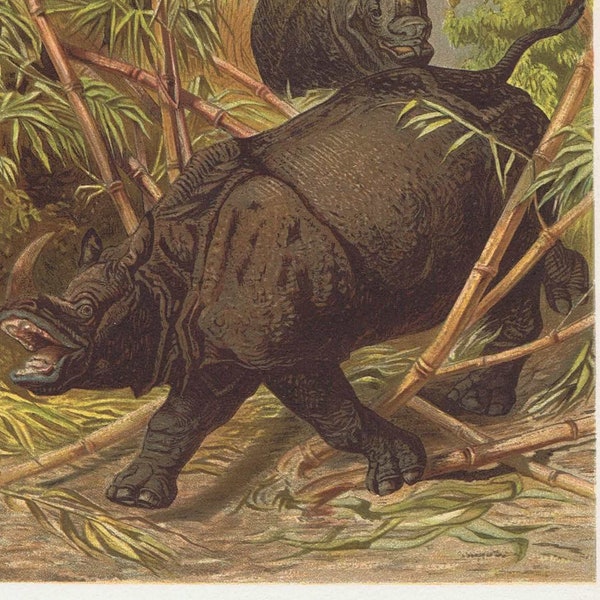 rhino, nashorn, neushoorn, antique  colour chromo-lithograph, Brehms Tierleben 1895