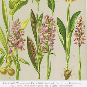 1919, Orchidee, Orchideen, antike botanische Farblithographie