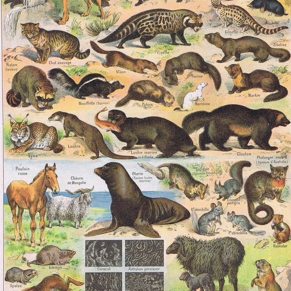 fur animals, seal, horse, fox, swan, fourrures, antique animal print, Larousse Universel.