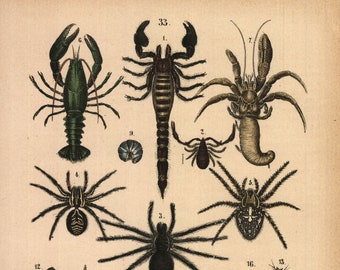 1875, Spinne, Skorpion, Hummer, antike Lithographie, Rebau's Naturgeschichte