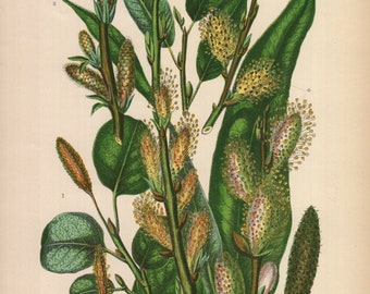 1899, willow, common osier, antique botanical chromolithography, Anne Pratt