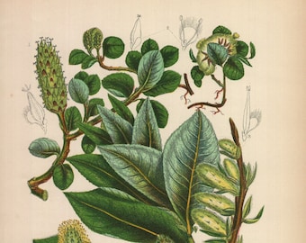 1899, willow, wilg, antique botanical chromolithography, Anne Pratt