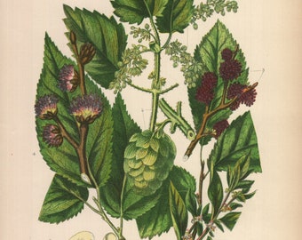1899, hop, elm, pellitory of the wall, antique botanical chromolithography, Anne Pratt